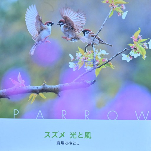 スズメ 光と風 - 協同組合日本写真家ユニオン