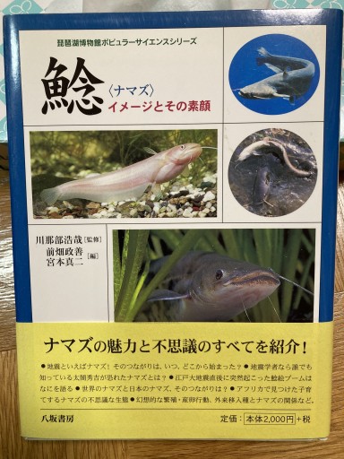 ナマズ、イメージとその素顔 - 気谷昭広の棚
