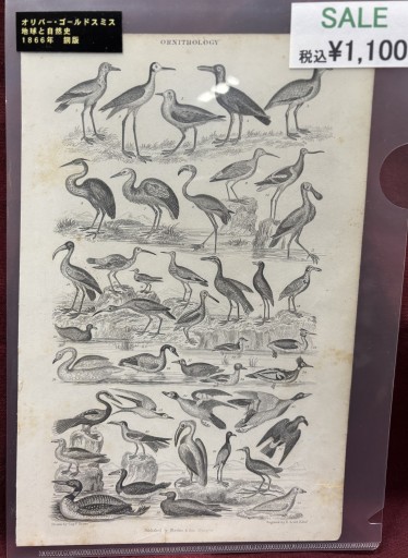 オリバー・ゴールドスミス 「地球と自然史」鳥類 - アートハーベスト