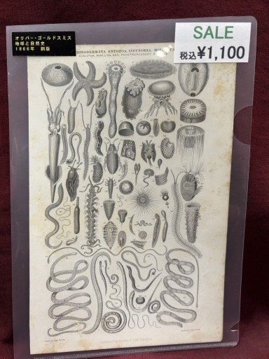 オリバー・ゴールドスミス 「地球と自然史」無脊椎動物 - アートハーベスト