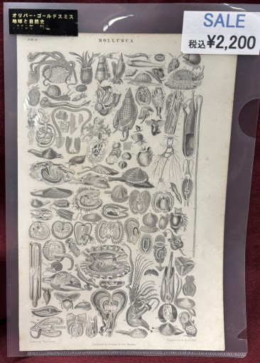 オリバー・ゴールドスミス 「地球と自然史」貝類 - アートハーベスト