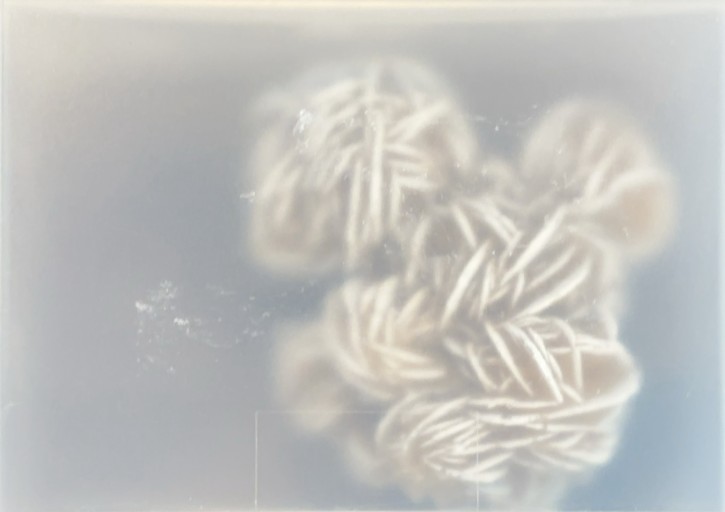 Desert Rose - あい書林2号店しろくまスタヂオ