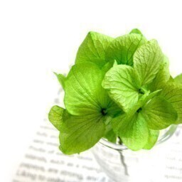 緑陰カフェSOLIDA