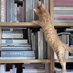 司書ねこ選 REN's BOOK SHOP
