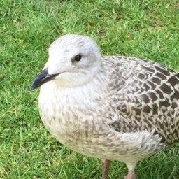 野中大輔の本棚
