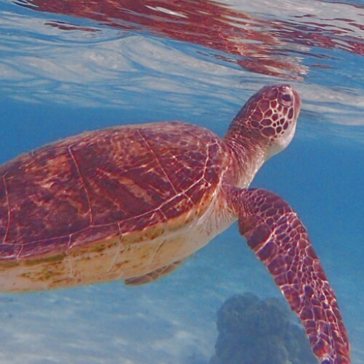 環境人文学への招待