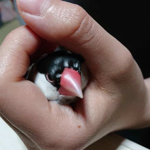 日隆 流(にちりゅう ながれ)