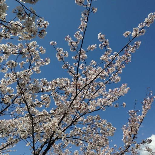 本棚の向こう側