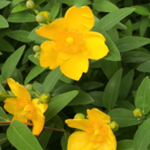 青木祐子の本棚