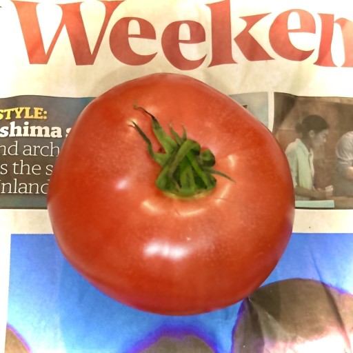 トマト1号 '25.12.4